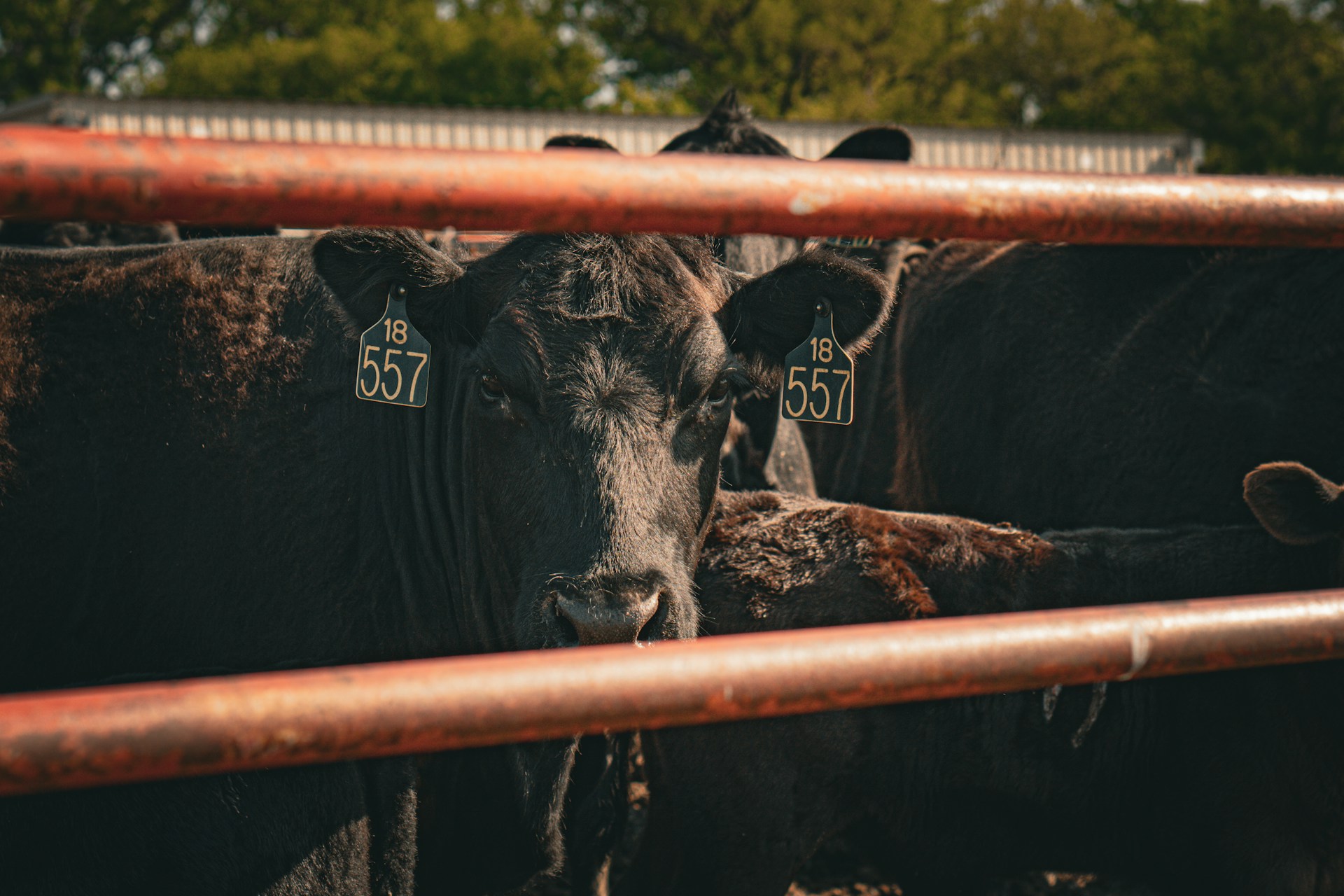 josiah-nicklas-MymdaXVKgJc-unsplash